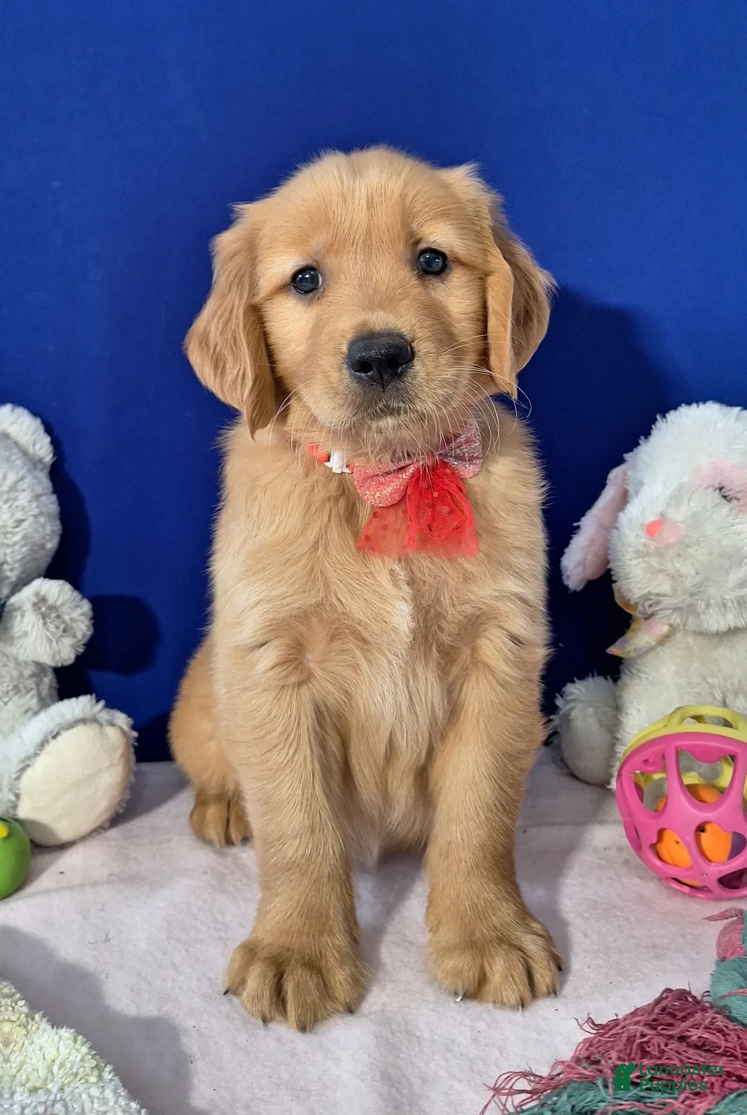 Golden Retriever dogs for sale: Austin - Ad 2