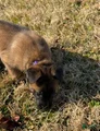 Belgian Malinois Puppy 6