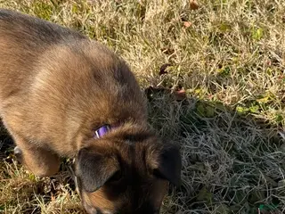 Belgian Malinois dogs Belgian Malinois Puppy 6 - Ad 29