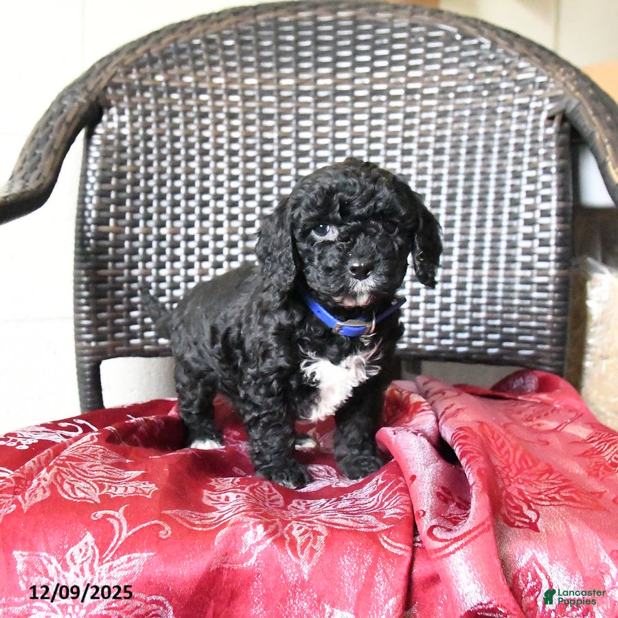 Cockapoo dogs Millie - Ad 35