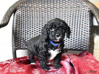 Cockapoo dogs Millie - Ad 7