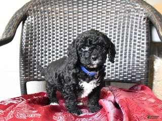 Cockapoo dogs Millie - Ad 10