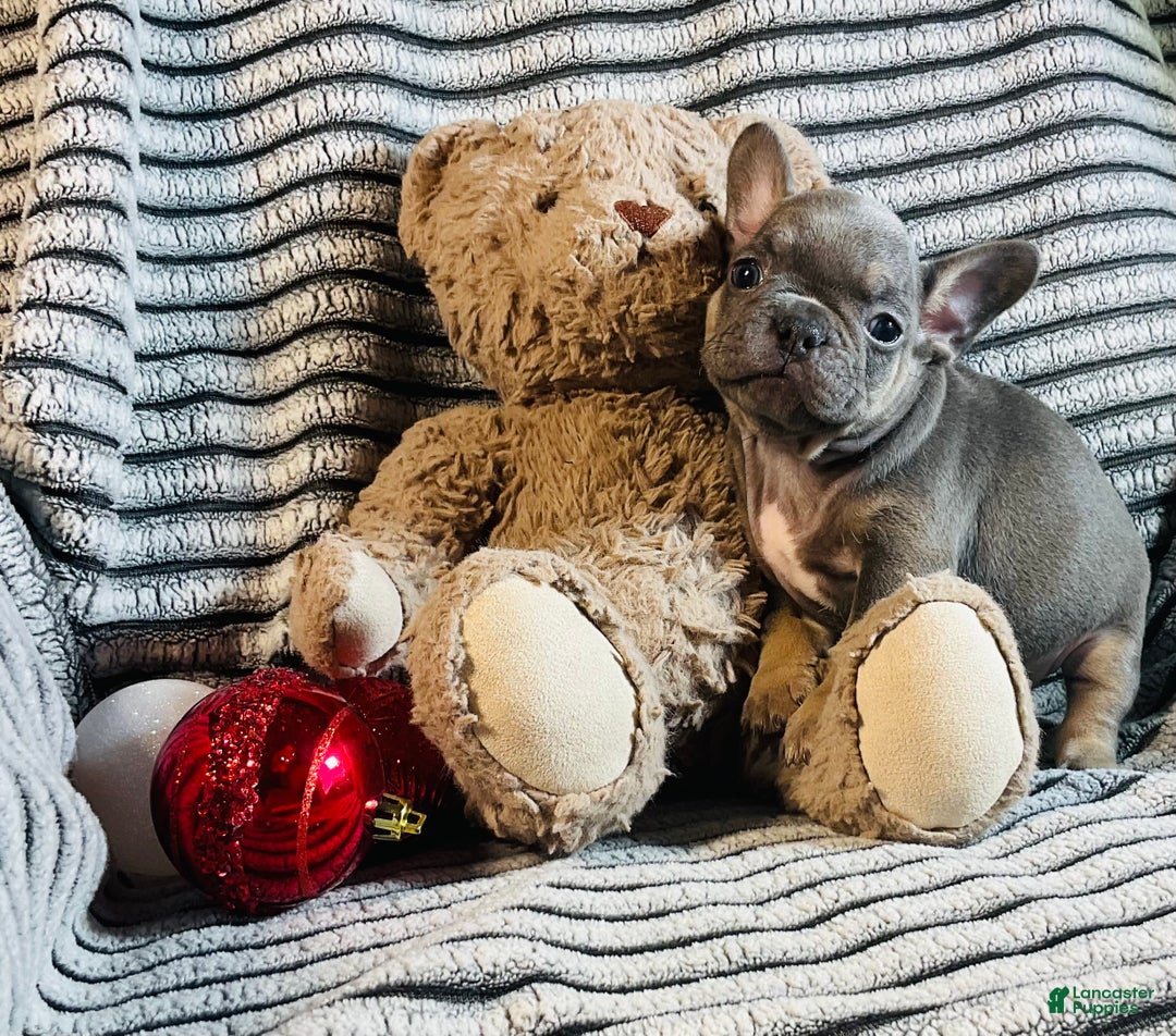 French Bulldog dogs for sale: Stella - Ad 9
