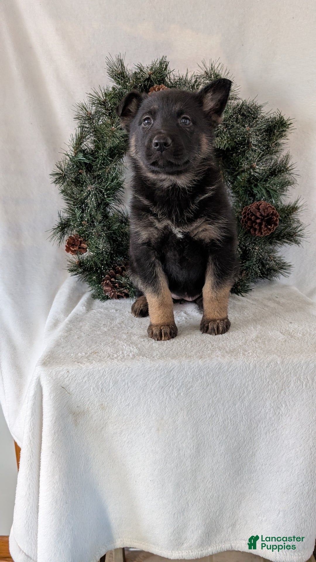German Shepherd dogs for sale: Easton  - Ad 3