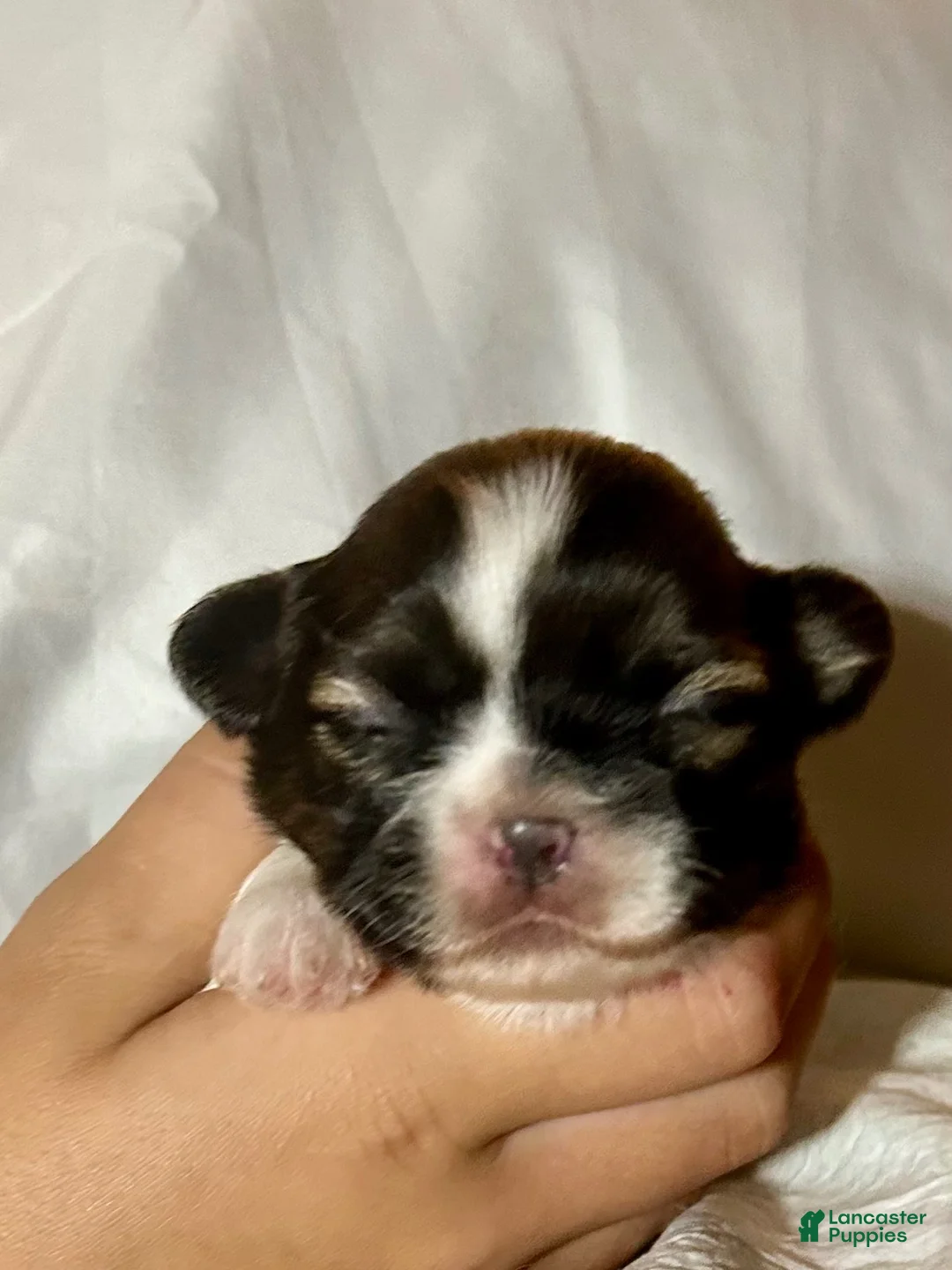 Shih Tzu dogs for sale: Shih Tzu 1 - Ad 1