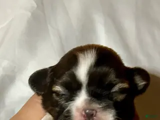 Shih Tzu dogs Shih Tzu 1 - Ad 15