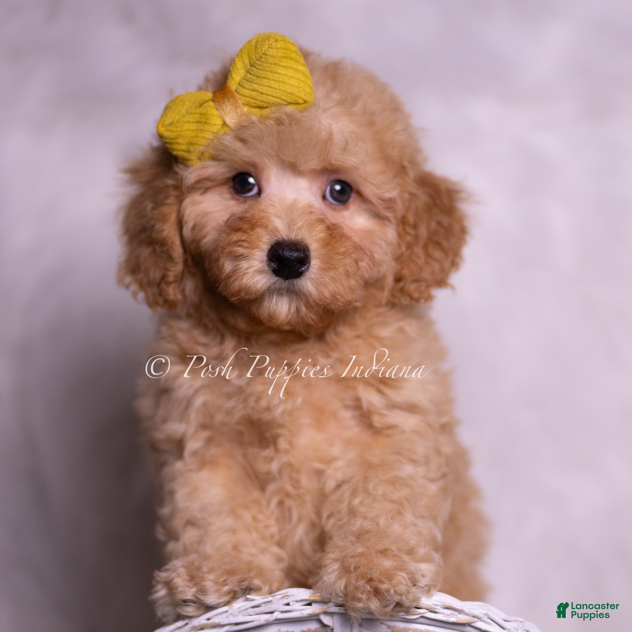Miniature Poodle dogs Almond - Ad 21