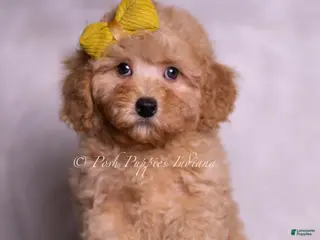 Miniature Poodle dogs Almond - Ad 21