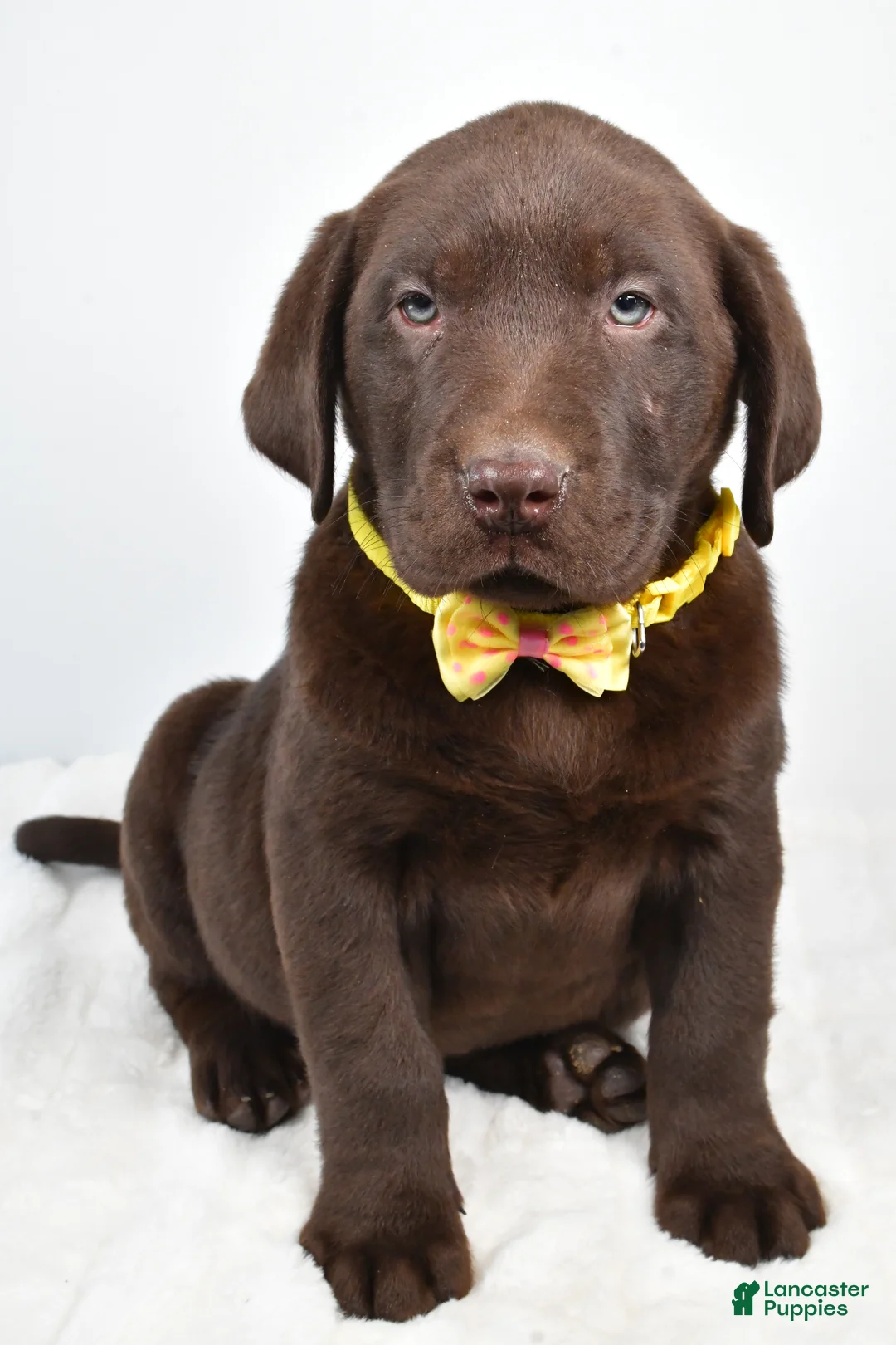 Labrador Retriever dogs for sale: Maverick - Ad 7