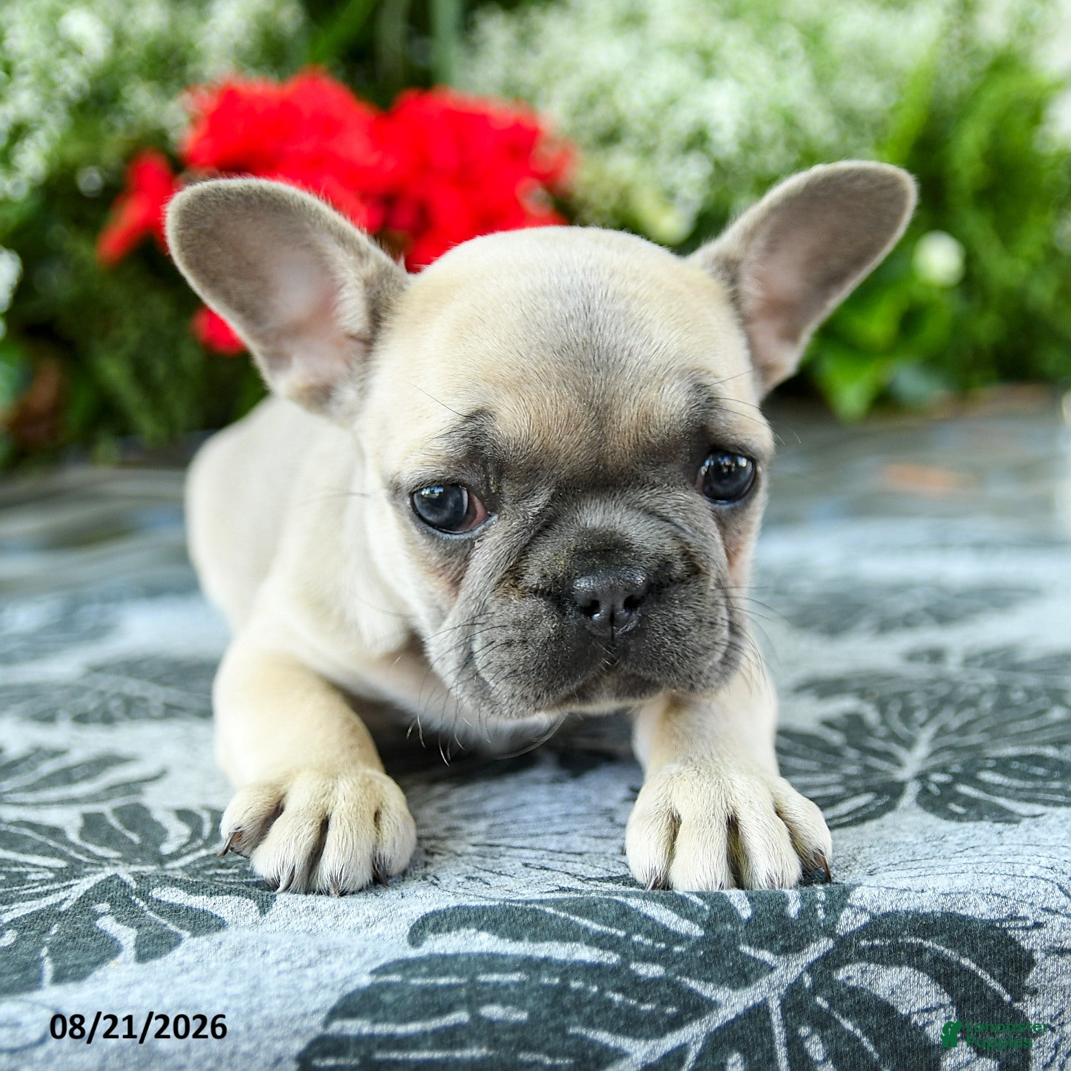 French Bulldog dogs Carly - Ad 2