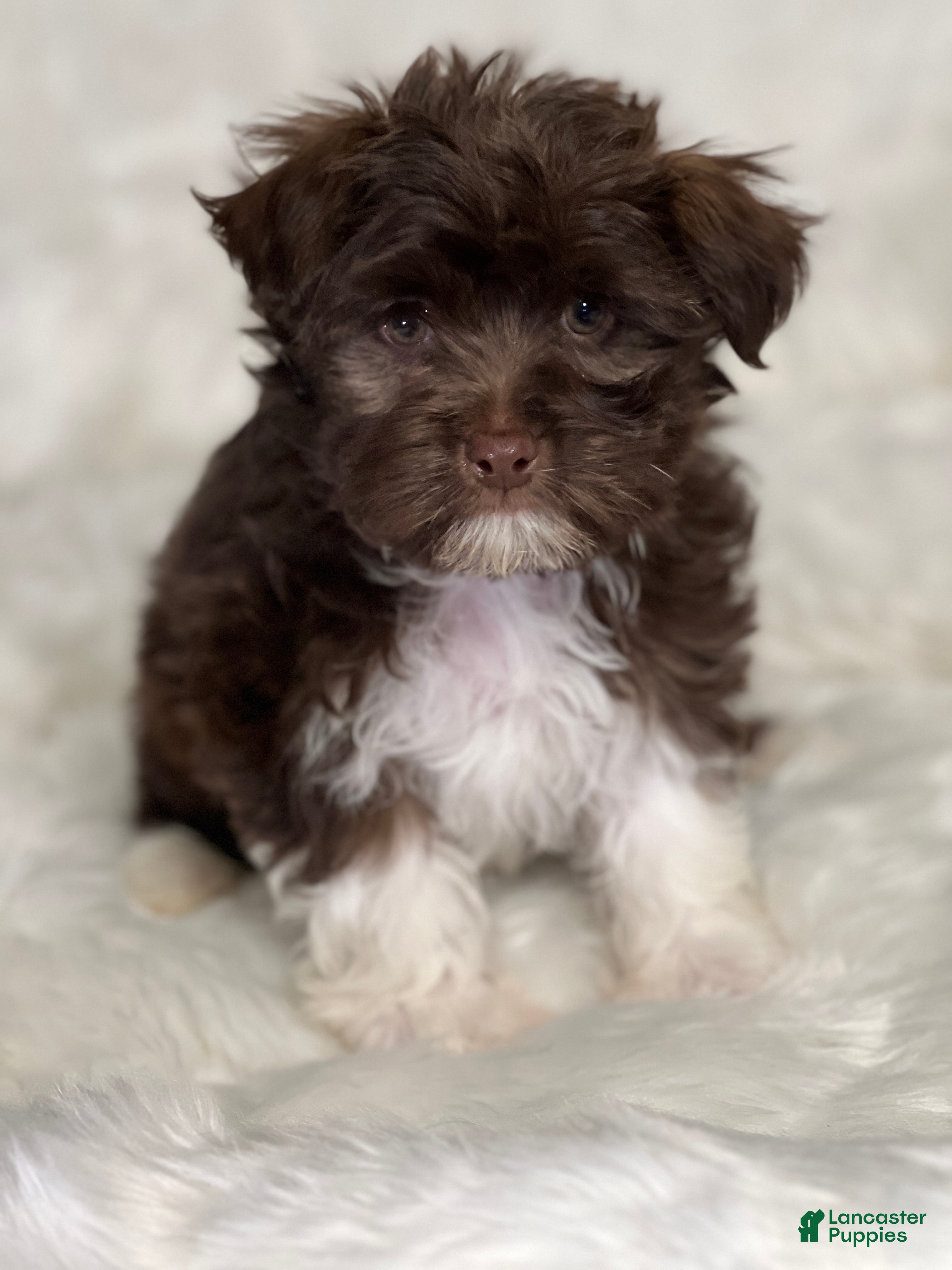 Havanese dogs Chewy - Ad 37