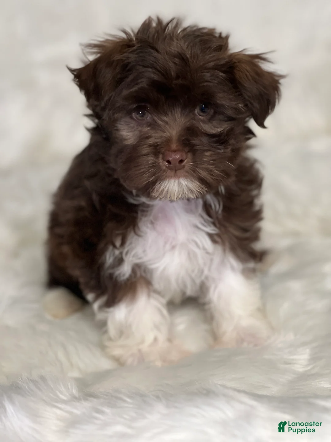 Havanese dogs for sale: Chewy - Ad 1