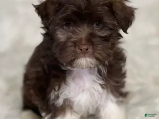 Havanese dogs Chewy - Ad 37