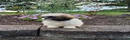 Shih Tzu dogs for sale: Amelia - Ad 12