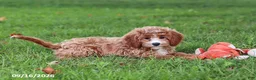 Cavapoochon dogs for sale: Stetson - Ad 3