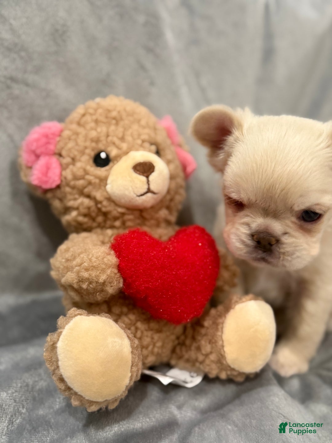 French Bulldog dogs for sale: Winter - Ad 4