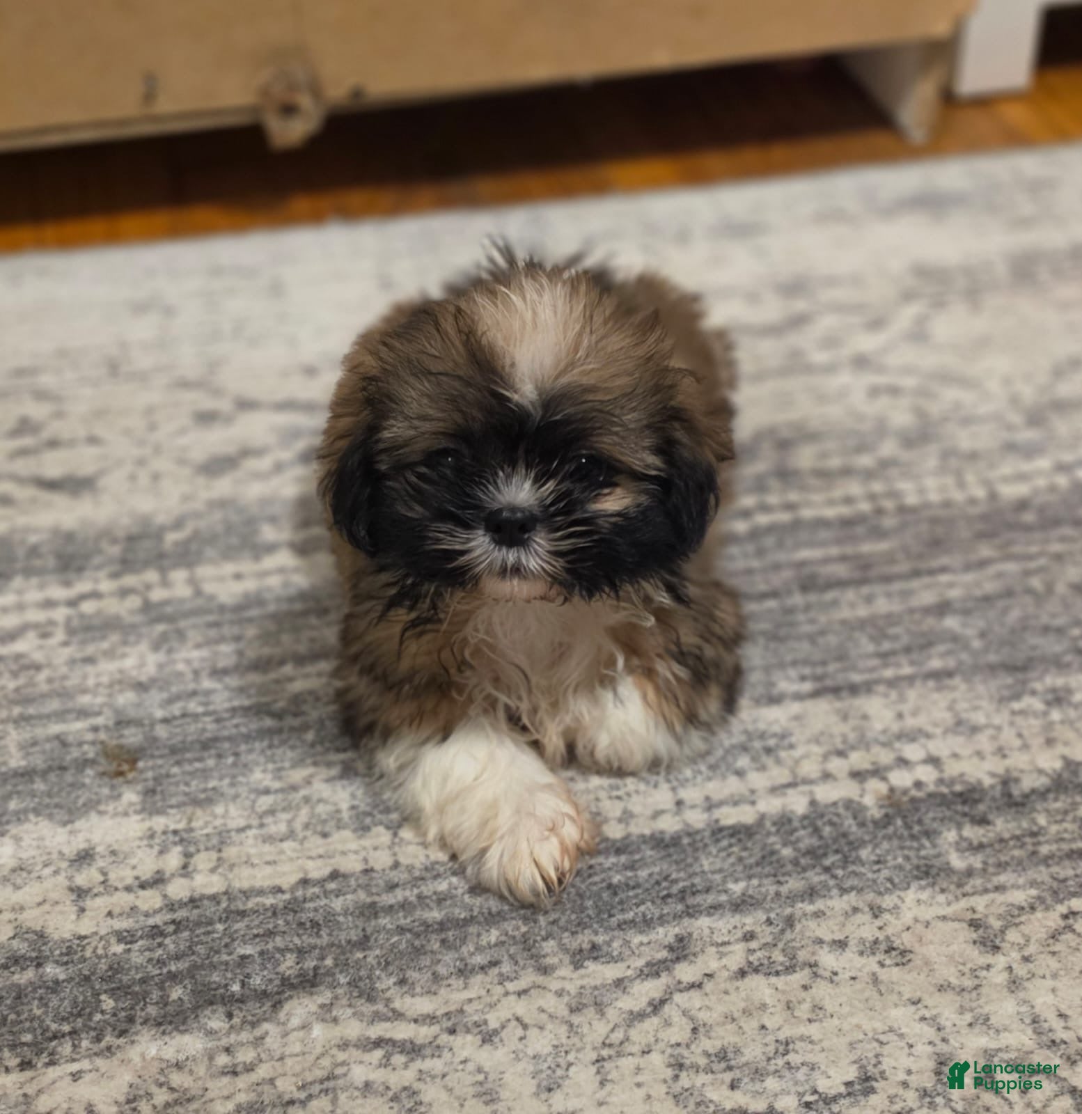Shih Tzu dogs Shih Tzu 1 - Ad 1