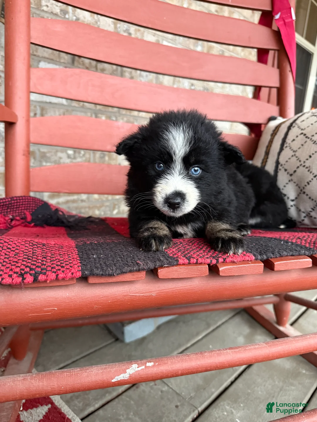 Pomsky dogs for sale: Panda - Ad 5