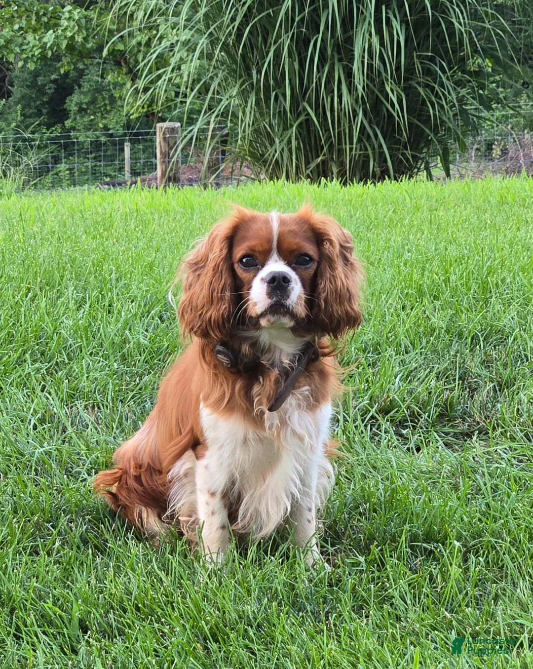 Cavalier King Charles Spaniel dogs for sale: Buttercup - Ad 6