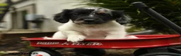 Mixed Breed dogs for sale: Azul - Ad 5