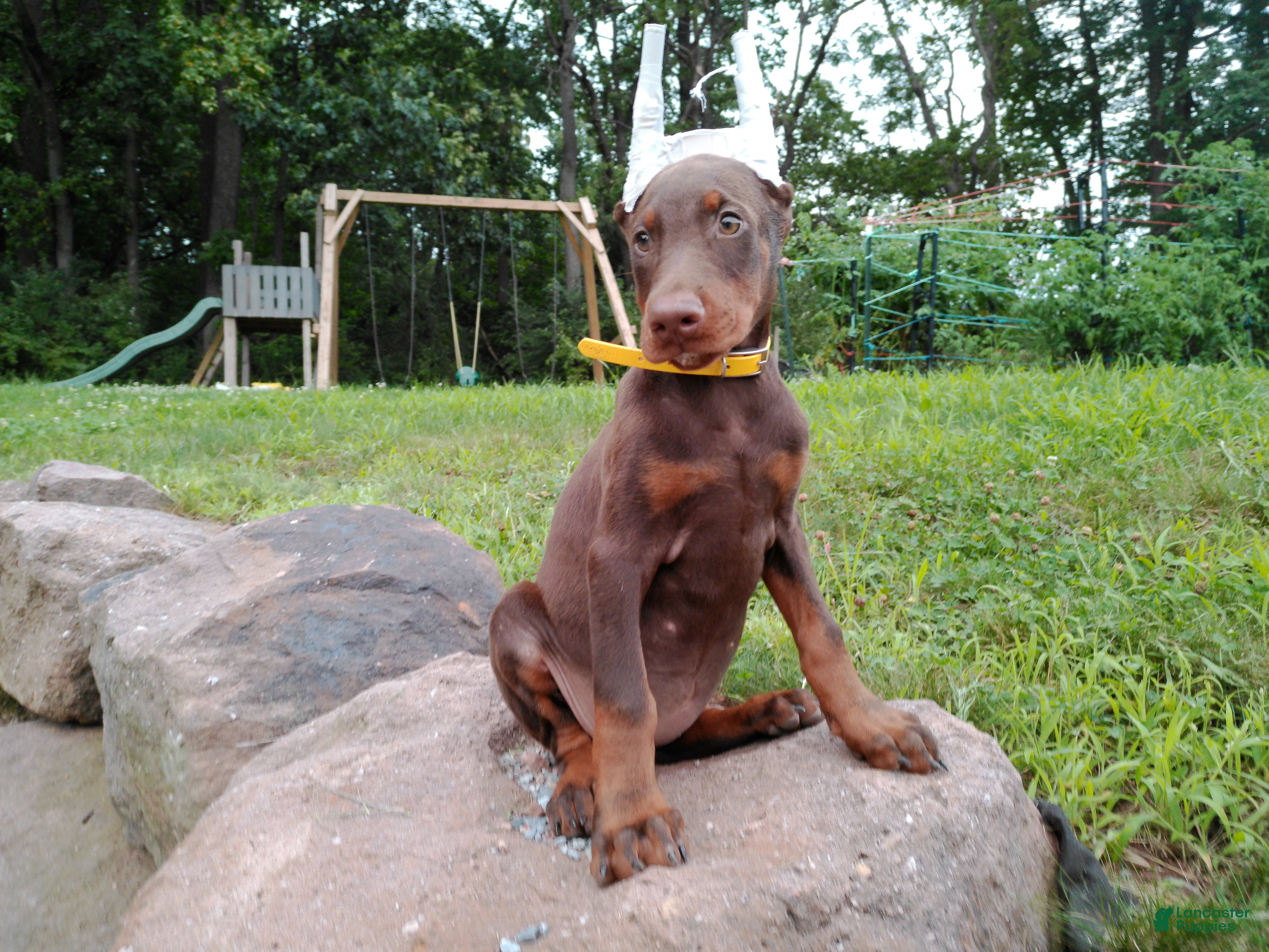 Doberman Pinscher dogs Doberman Pinscher 3 - Ad 2