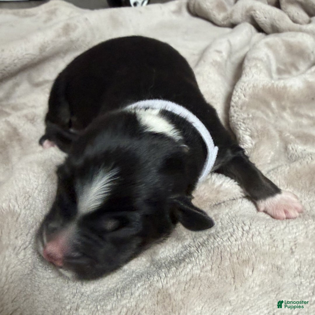 Australian Shepherd dogs for sale: Six (Noble Six) - Ad 2