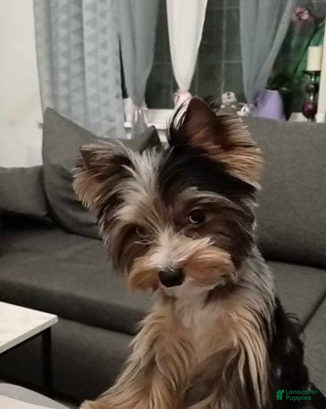 Yorkshire Terrier dogs for sale: Calvin - Ad 13