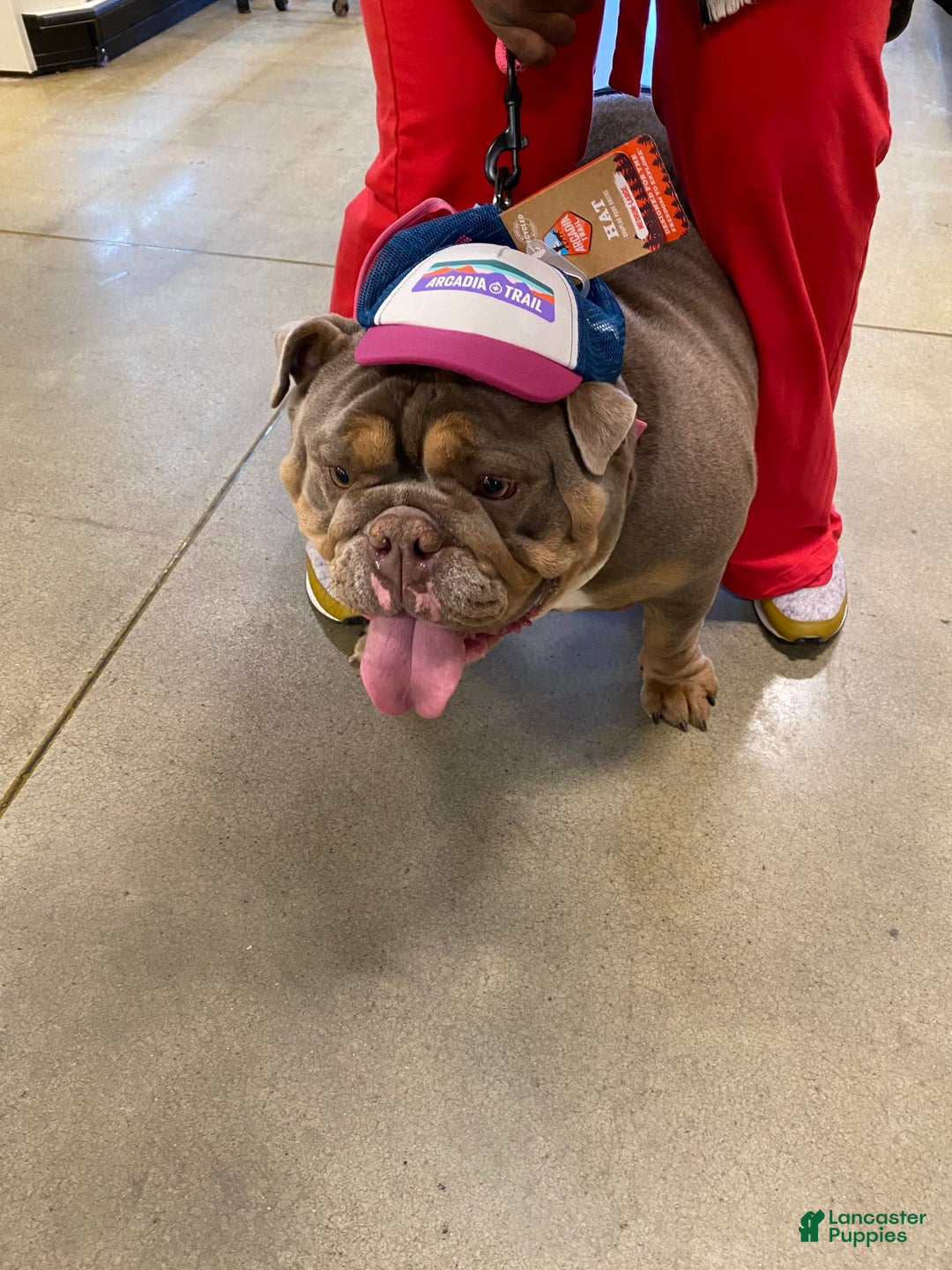 Gallery Image {{count}}