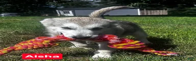 Alaskan Malamute 2