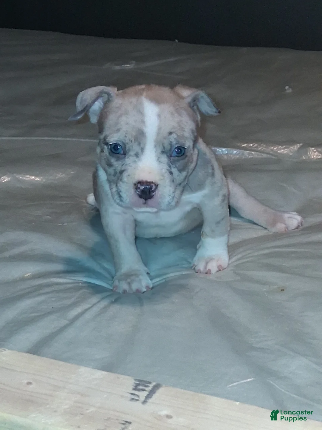 American Bully dogs for sale: American Bully 3 - Ad 2