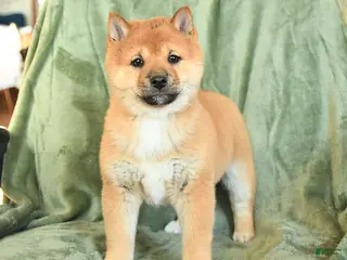 Shiba Inu dogs Chester - Ad 40