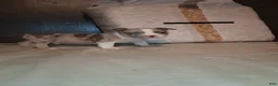 American Bully dogs for sale: American Bully 5 - Ad 3