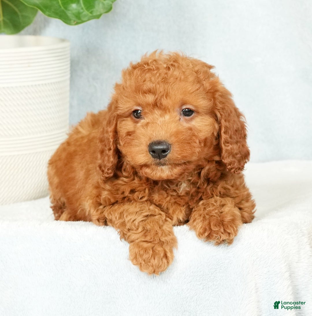Mini Goldendoodle dogs for sale: Cash - Ad 5