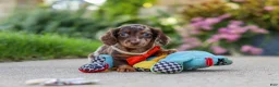 Miniature Dachshund dogs for sale: Benson - Ad 15