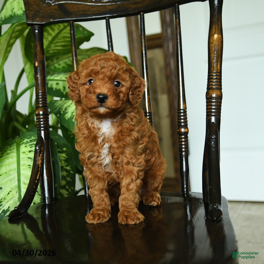 Miniature Poodle dogs Echo - Ad 2