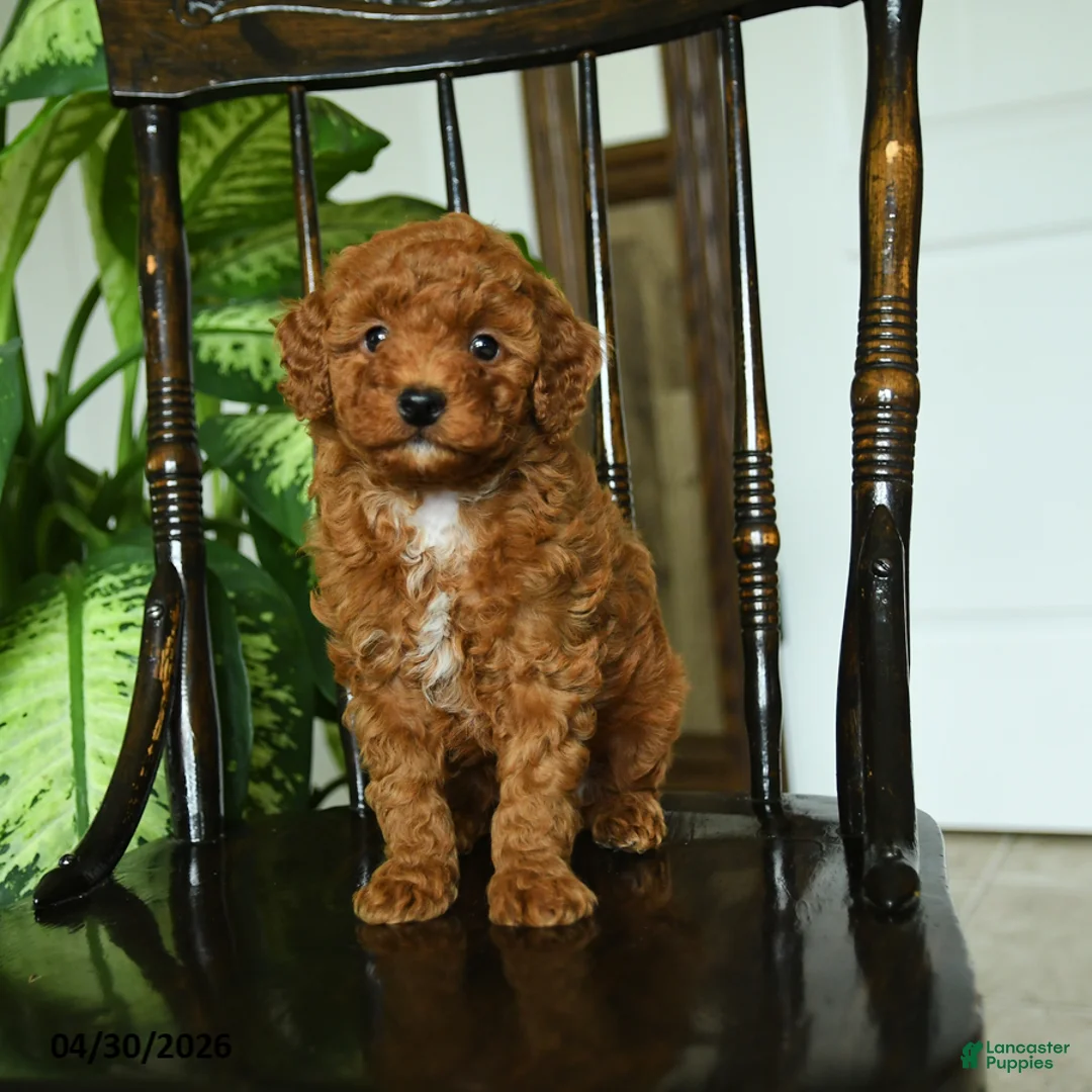 Miniature Poodle dogs for sale: Echo - Ad 2