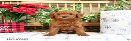 Mini Goldendoodle dogs for sale: Woods  - Ad 1