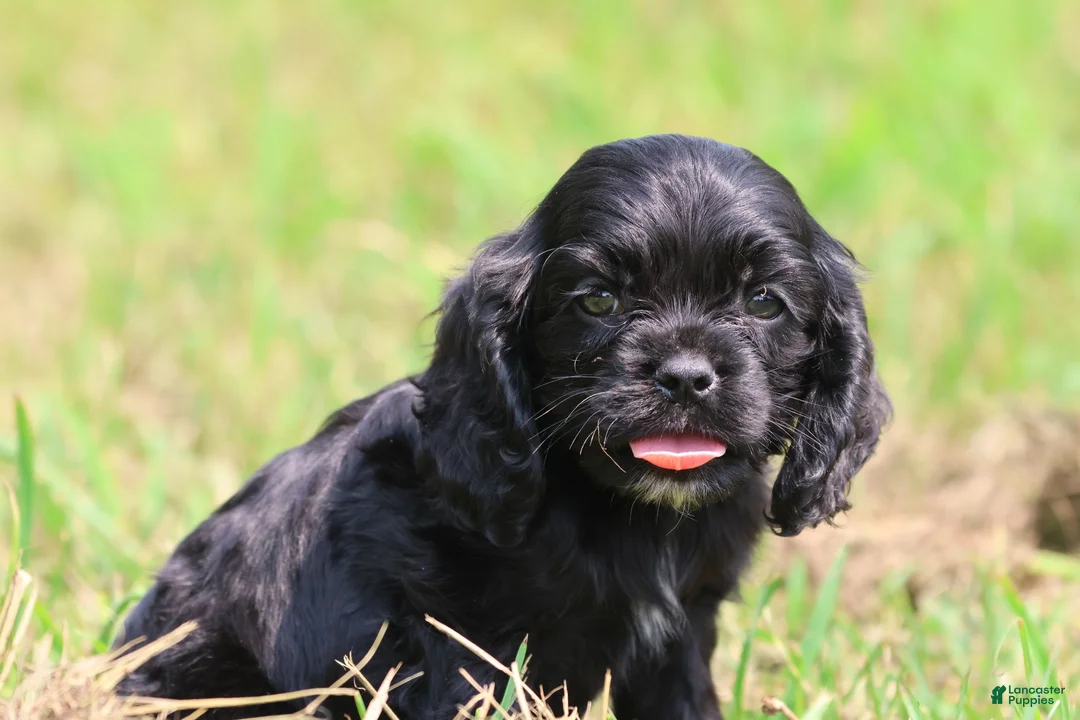 Mixed Breed dogs for sale: Dream - Ad 1