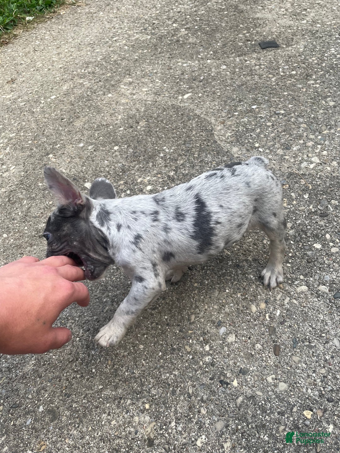 French Bulldog dogs for sale: Stormi  - Ad 5