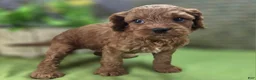 Cockapoo dogs for sale: Nigel - Ad 8