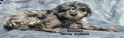 Mini Aussiedoodle dogs for sale: Ferrari - Ad 4