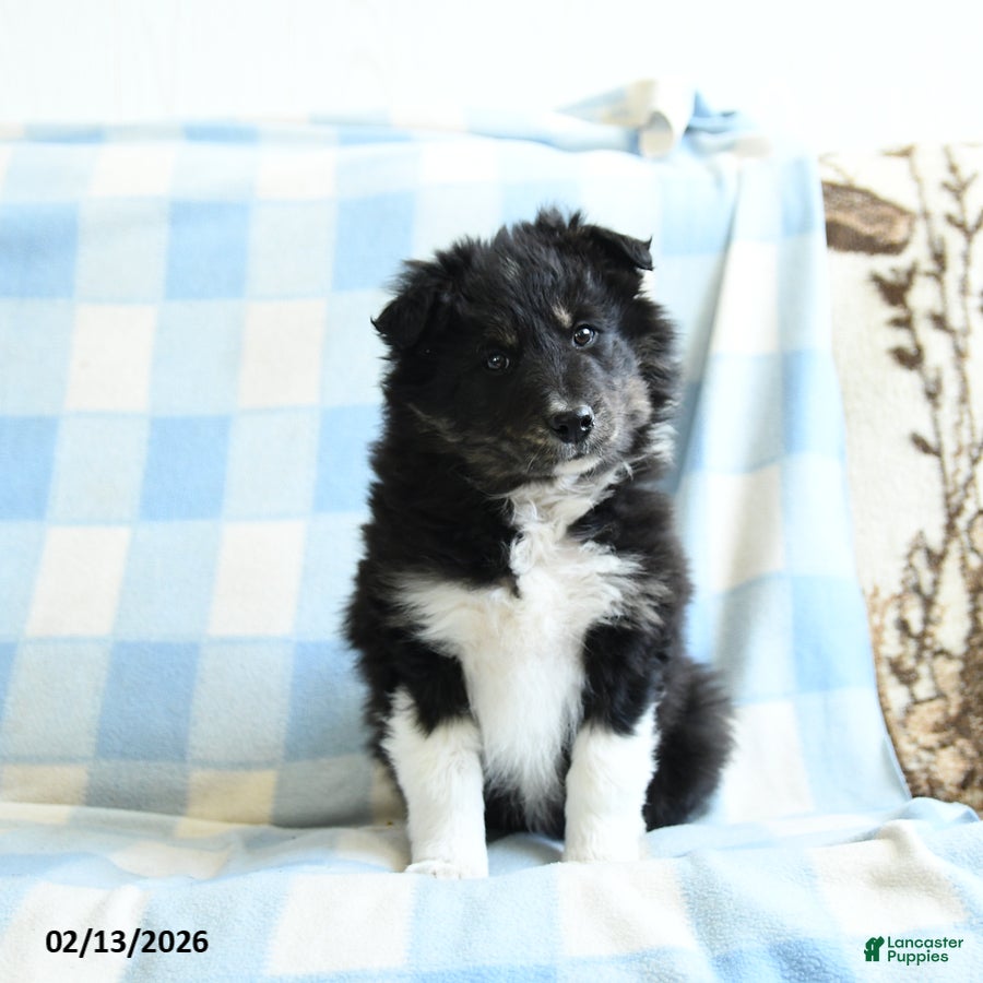 Border Collie dogs Julie  - Ad 2