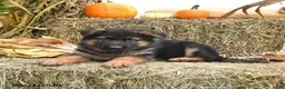 German Shepherd dogs for sale: Lana - Ad 3