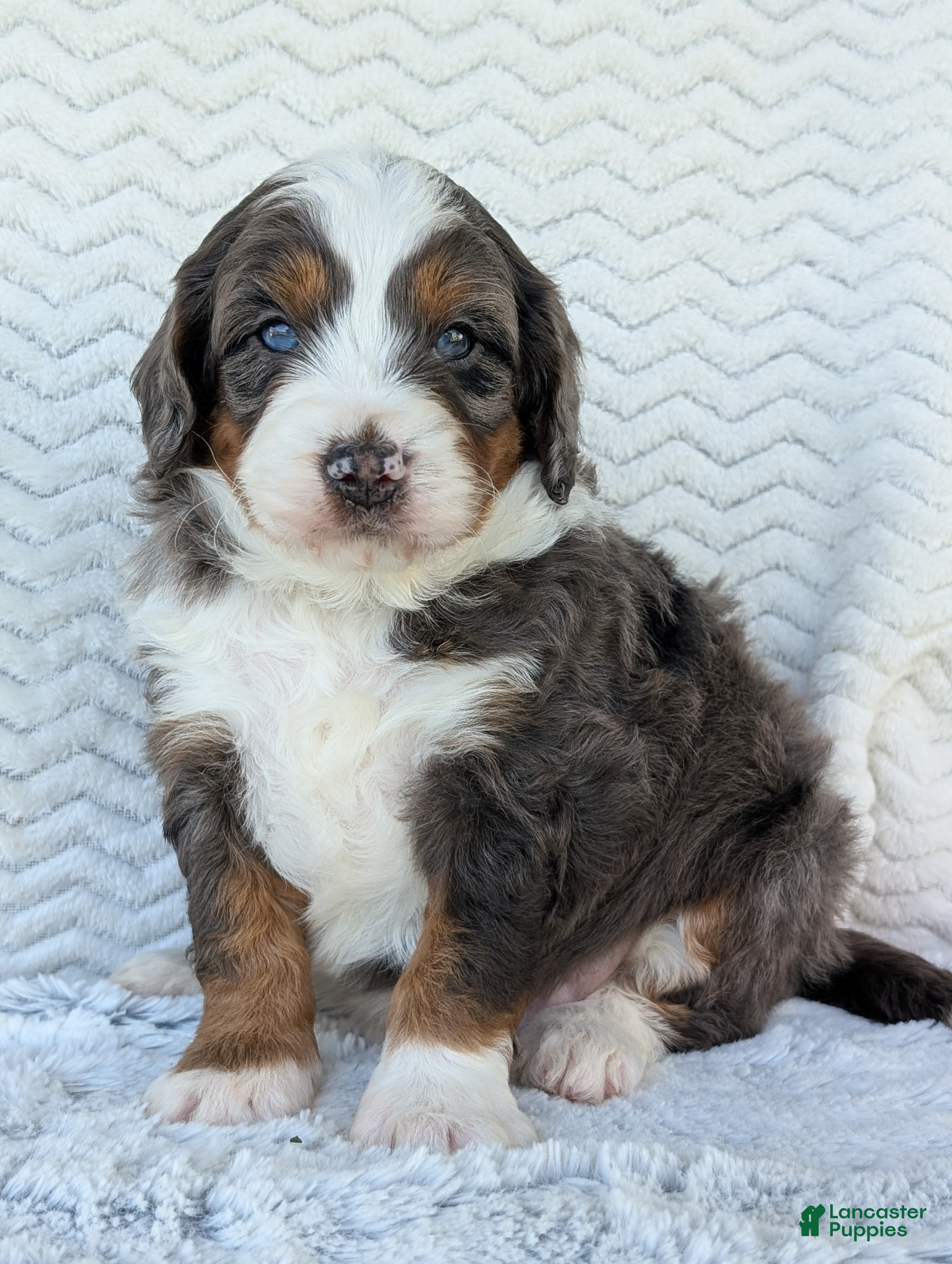 Mini Bernedoodle dogs Mini Asher  - Ad 1