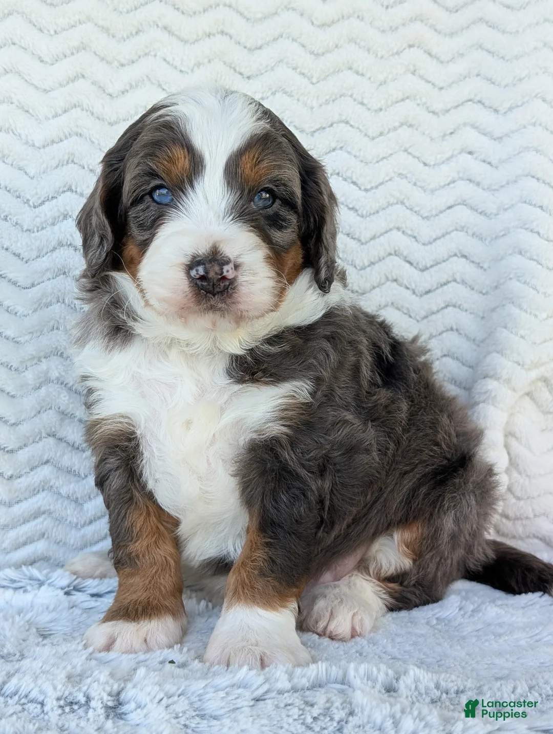 Mini Bernedoodle dogs for sale: Mini Asher  - Ad 1