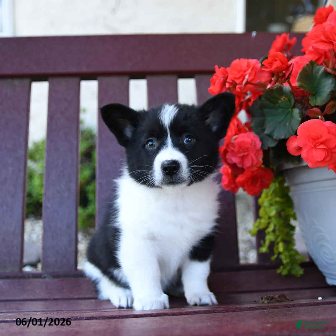 Mixed Breed dogs for sale: Belle - Ad 1