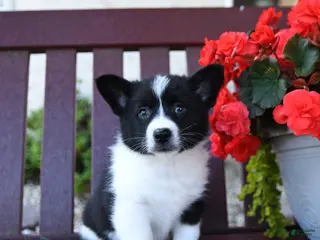 Mixed Breed dogs for sale: Belle - Ad 4