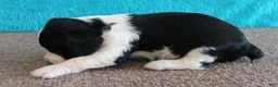 English Springer Spaniel dogs for sale: English Springer Spaniel Puppy 3 - Ad 2