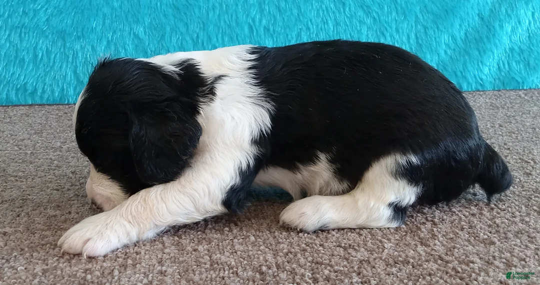 English Springer Spaniel dogs for sale: English Springer Spaniel Puppy 3 - Ad 2