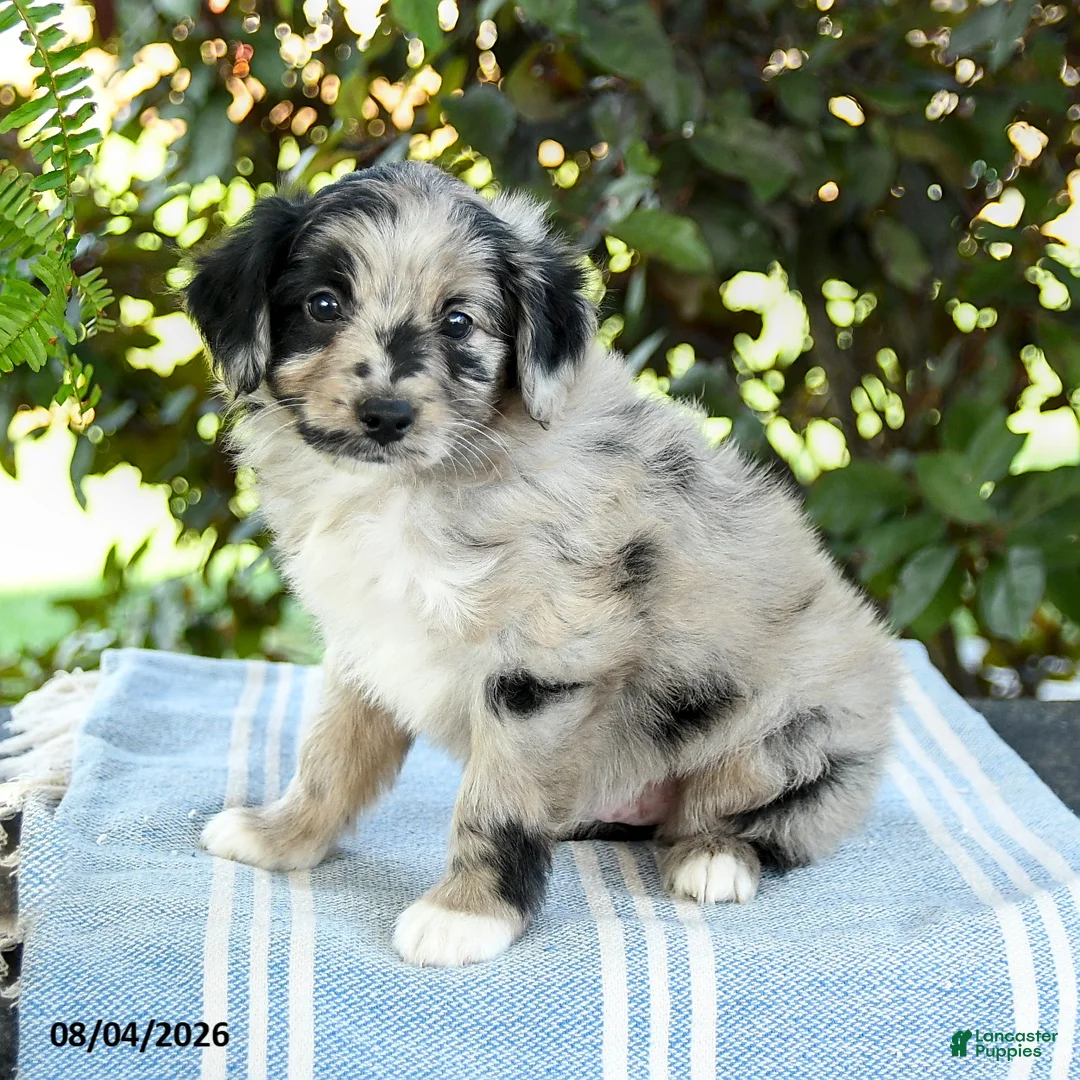 Aussiedoodle dogs for sale: Marble - Ad 3